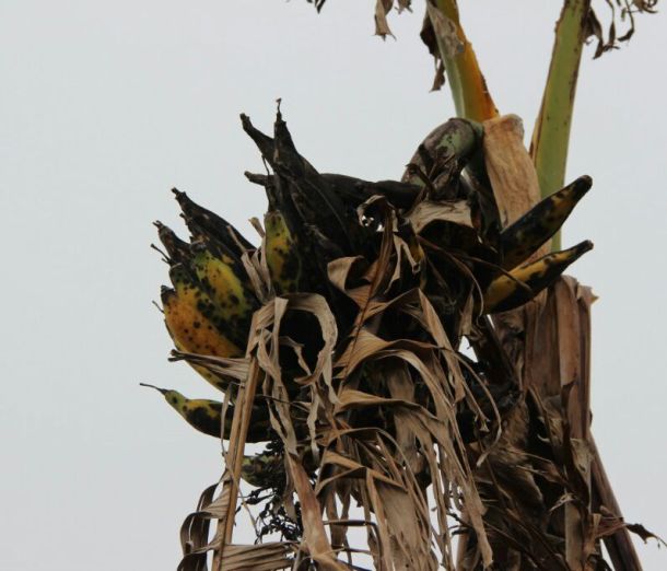 Damaged plantain. Photo by Orlando Velez
