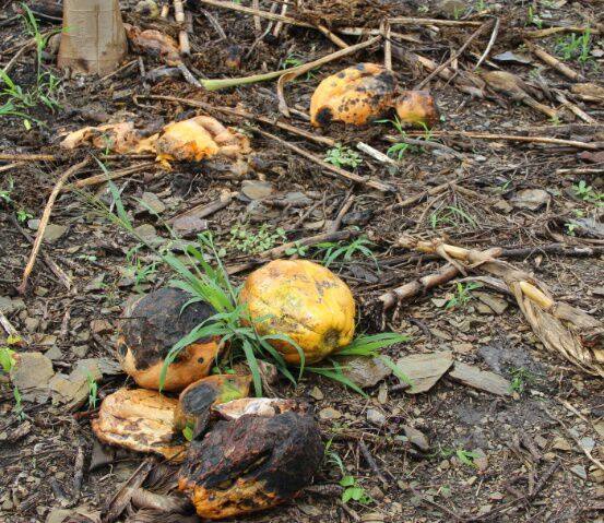 Papaya damaged by glyphosate. Photo by Orlando Velez
